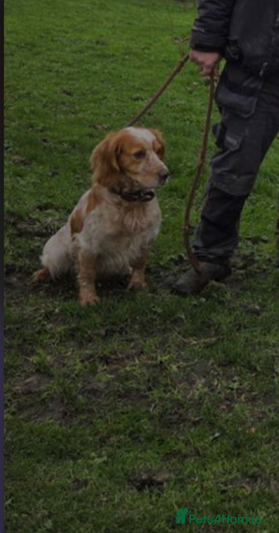 Cocker Spaniel dogs for stud: For stud - Advert 1