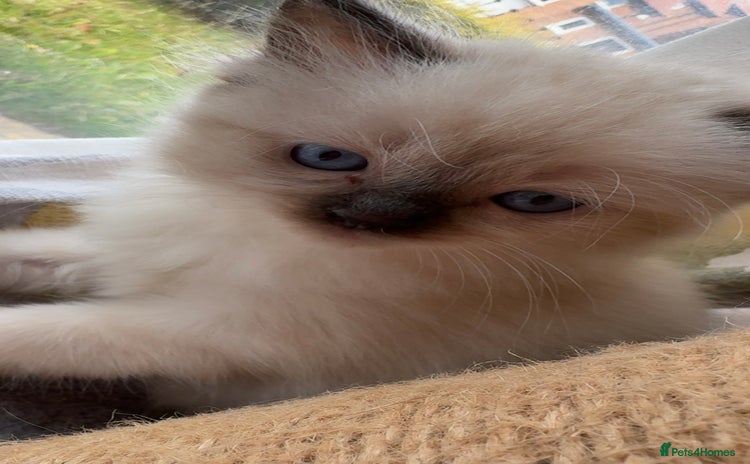 Ragdoll cats - Advert 7