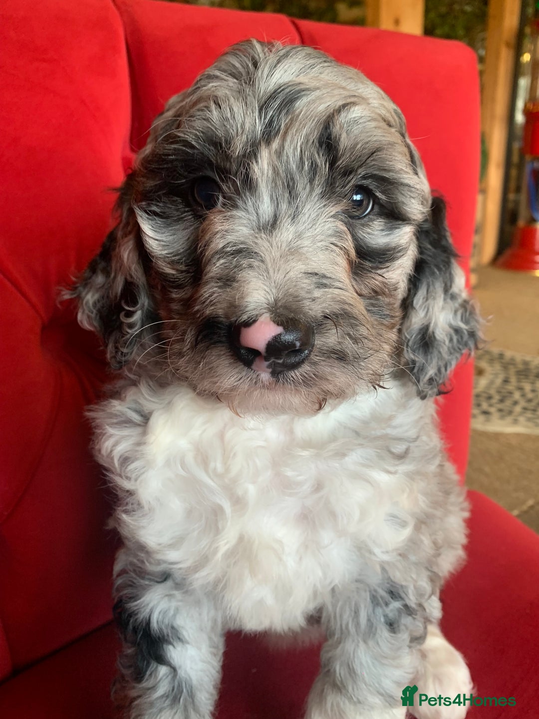 Bernedoodle dogs for sale: F1b Standard Bernedoodle  - Advert 22