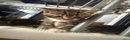 Mixed Breed cats for sale: 4 beautiful tabby kittens  - Advert 5