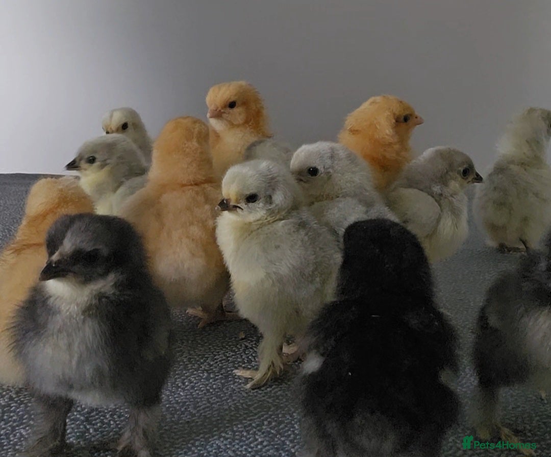 Chickens poultry for sale: Unsexed chicks  in Neston - Image 1
