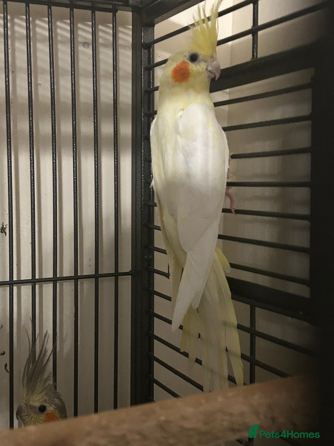 Cockatiels birds for sale: Various Stunning Baby Cockatiels  - Image 4