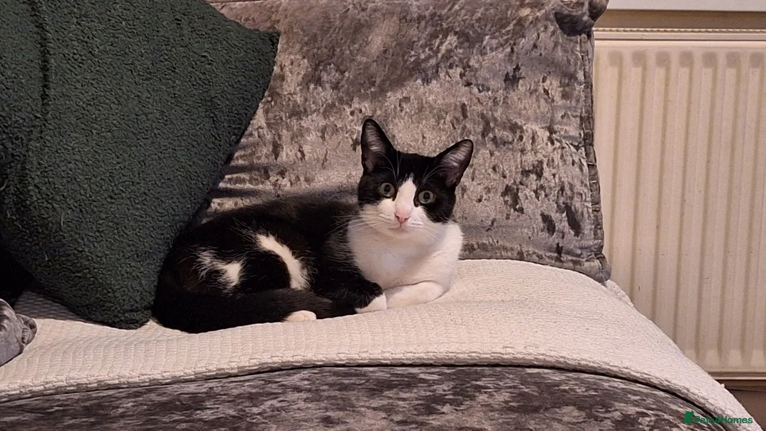 Mixed Breed cats for sale: Mixed breed  in Treorchy - Advert 1