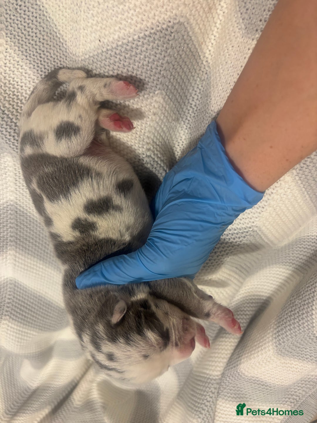 Neapolitan Mastiff dogs for sale: 💙 Neapolitan Mastiff Puppies champion bloodline💙 - Advert 15