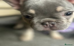 French Bulldog dogs for sale: *READY TO LEAVE* stunning lilac/tan girl frenchie - Image 29