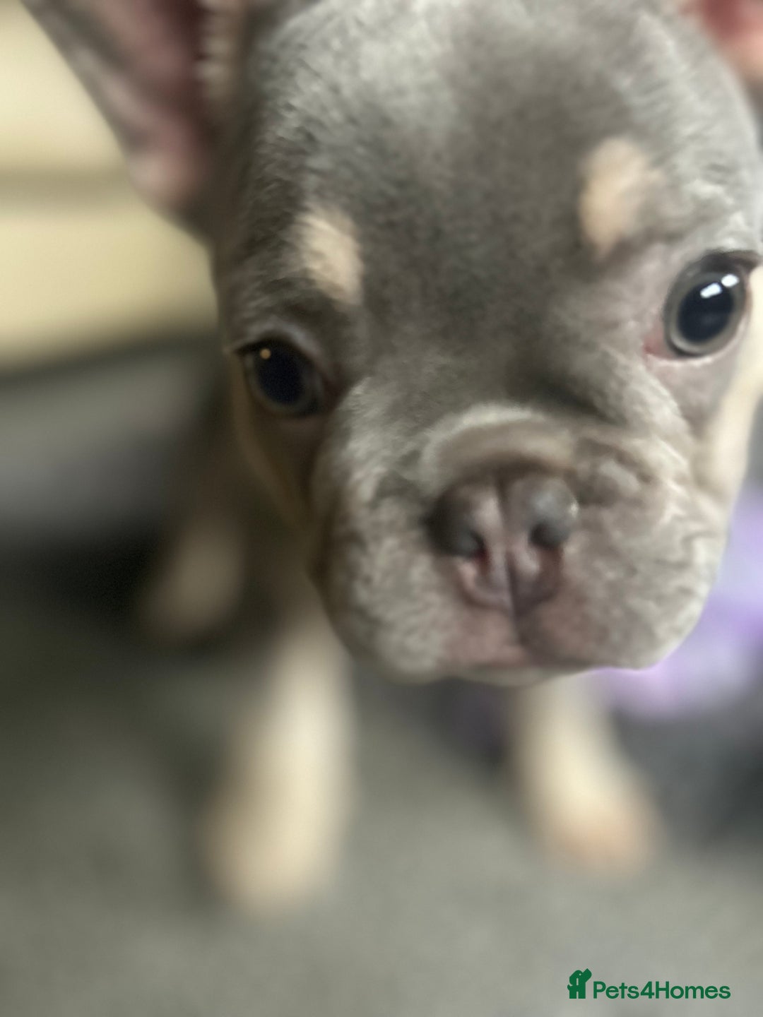 French Bulldog dogs for sale: *READY TO LEAVE* stunning lilac/tan girl frenchie - Image 29