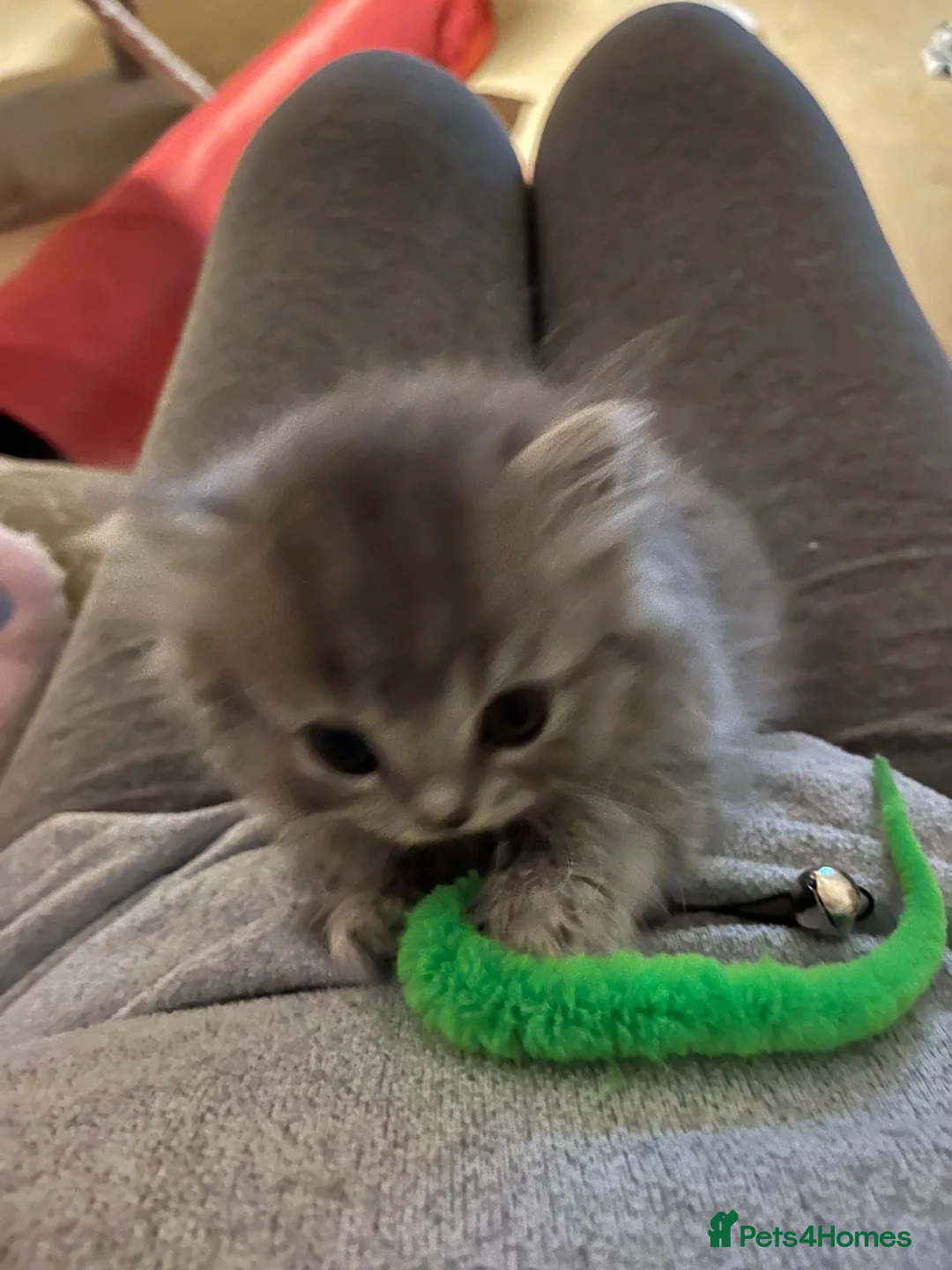 British Longhair cats for sale: 3 Adorable Loving British Longhair Kittens  - Advert 2