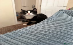 British Longhair cats for sale: 5 month old male  kitten needs a forever home  - Image 2