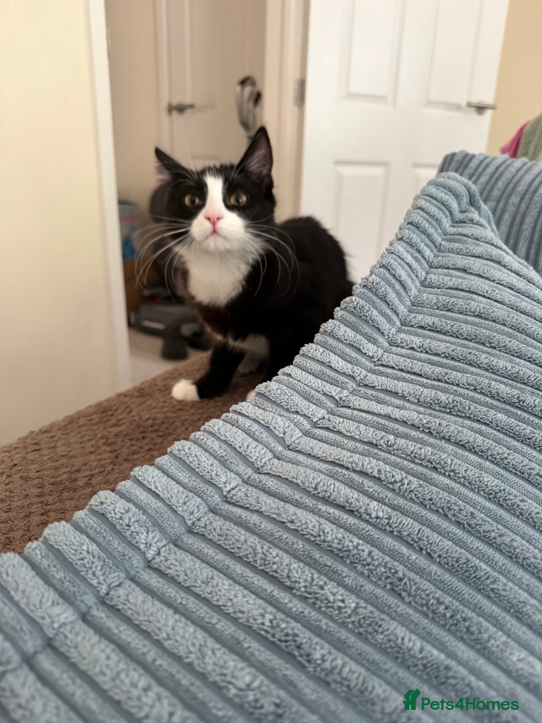 British Longhair cats for sale: 5 month old male  kitten needs a forever home  - Image 2