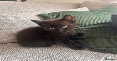 Maine Coon cats - Advert 7