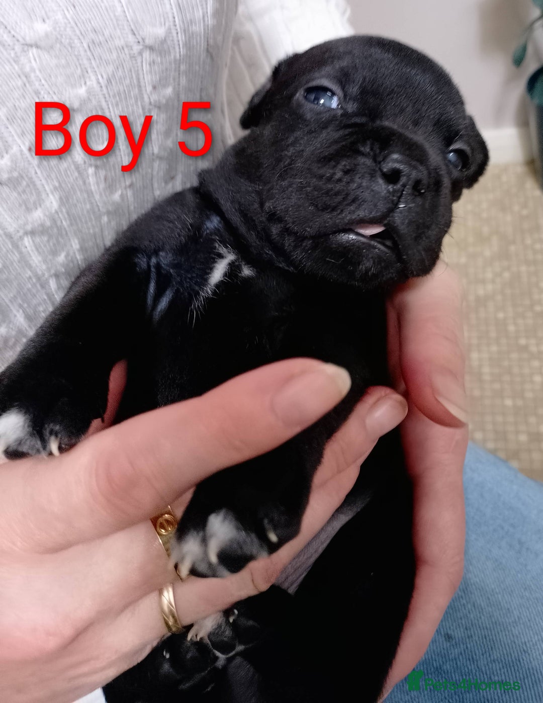 Staffordshire Bull Terrier dogs for sale: KC Registered Champions Bloodline Show Quality  - Image 11