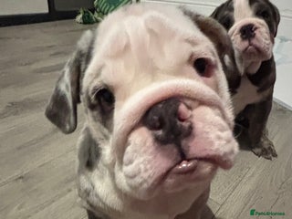 English Bulldog dogs LAST 2 GIRLS READY NOW FULLY VACCINATED - Advert 13