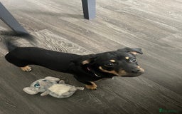 Mixed Breed dogs for sale: Dachshund cross pug. 5 months old. Female  - Image 4