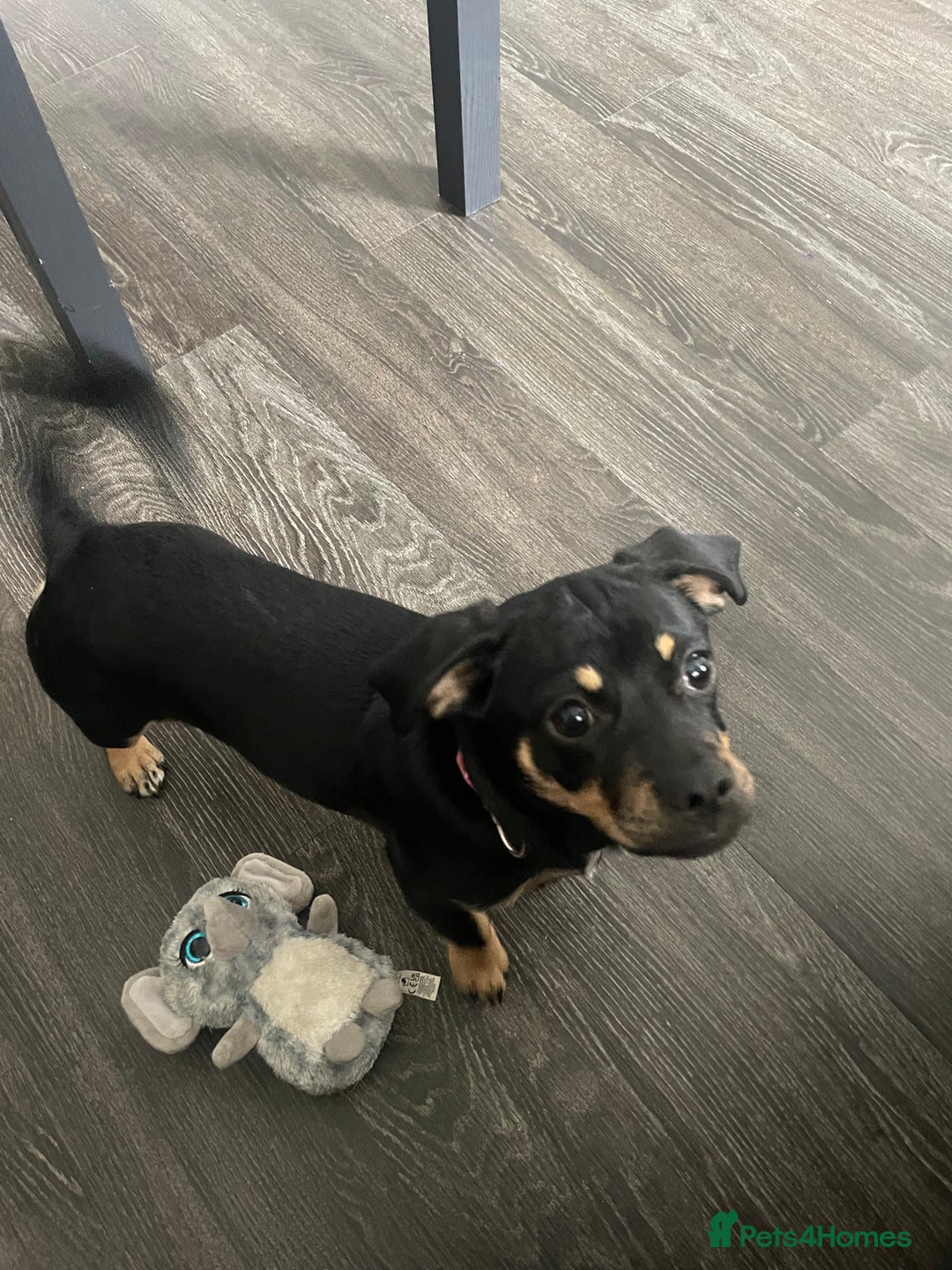 Mixed Breed dogs for sale: Dachshund cross pug. 5 months old. Female  - Image 4