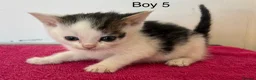British Shorthair cats for sale: Kittens ready to go now  - Advert 8