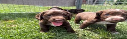 Cocker Spaniel dogs for sale: Working cocker spaniel puppies  - Advert 8