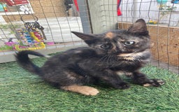 Mixed Breed cats for sale: 2 beautiful kittens  - Image 8
