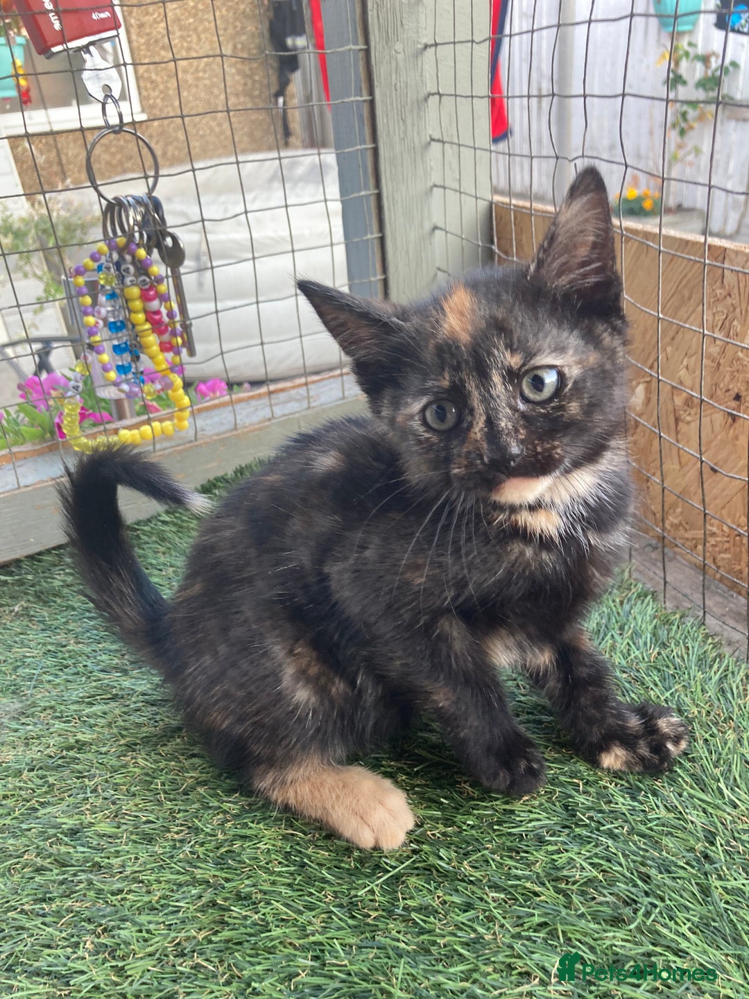 Mixed Breed cats for sale: 2 beautiful kittens  - Image 8