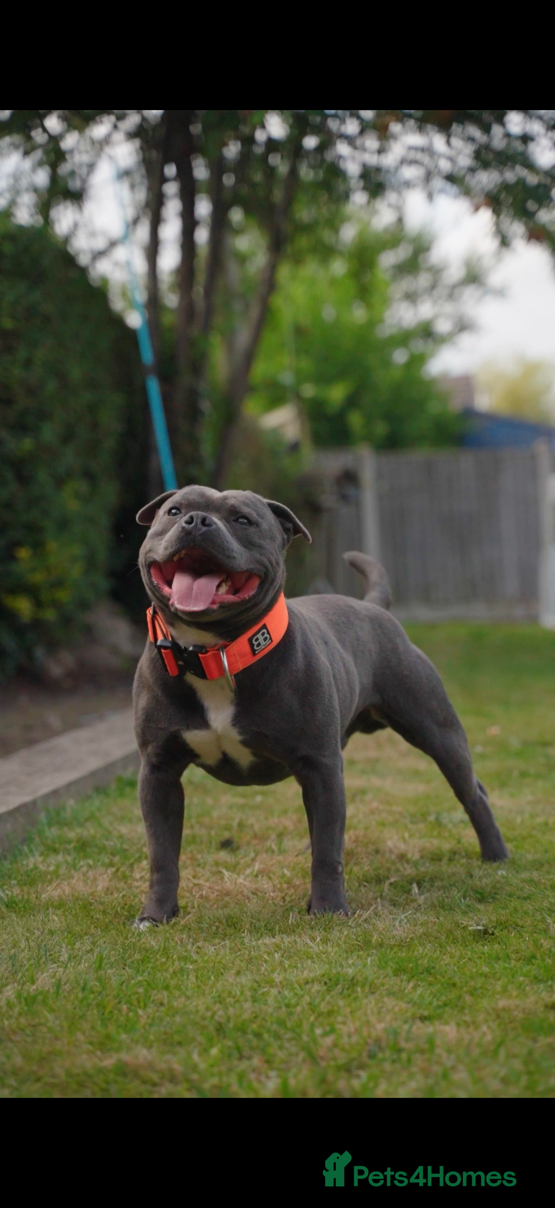 Staffordshire Bull Terrier dogs for stud: WORLD FAMOUS BLOODLINE! KC REG LOW COI%  in Nottingham - Image 4