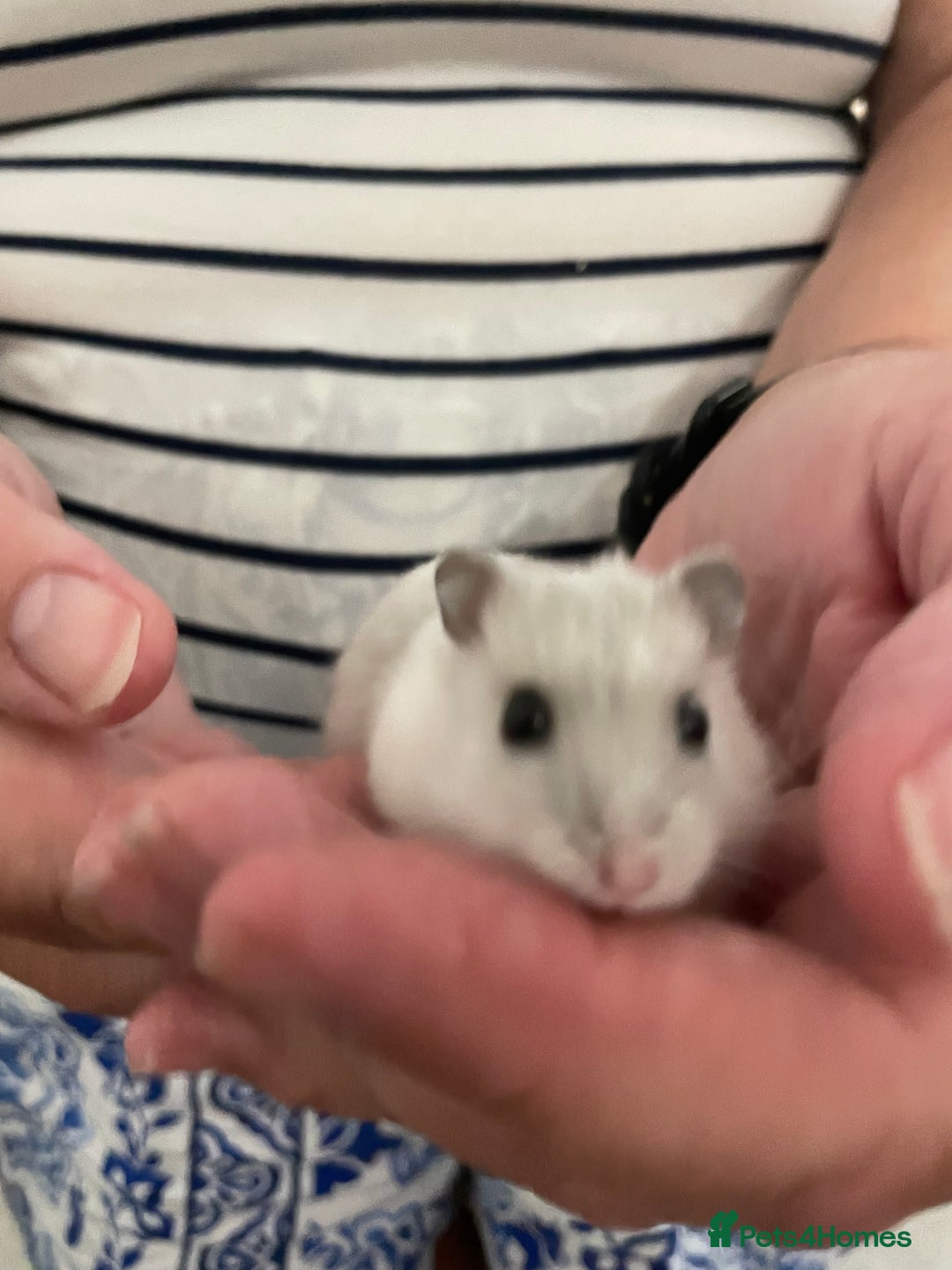 Hamster rodents for sale: Baby Winter White Russians from our show stock  - Image 6