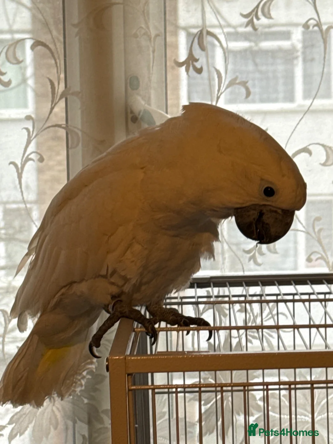 Cockatiels birds for sale: White umbrella cockatiel in Southall - Advert 6
