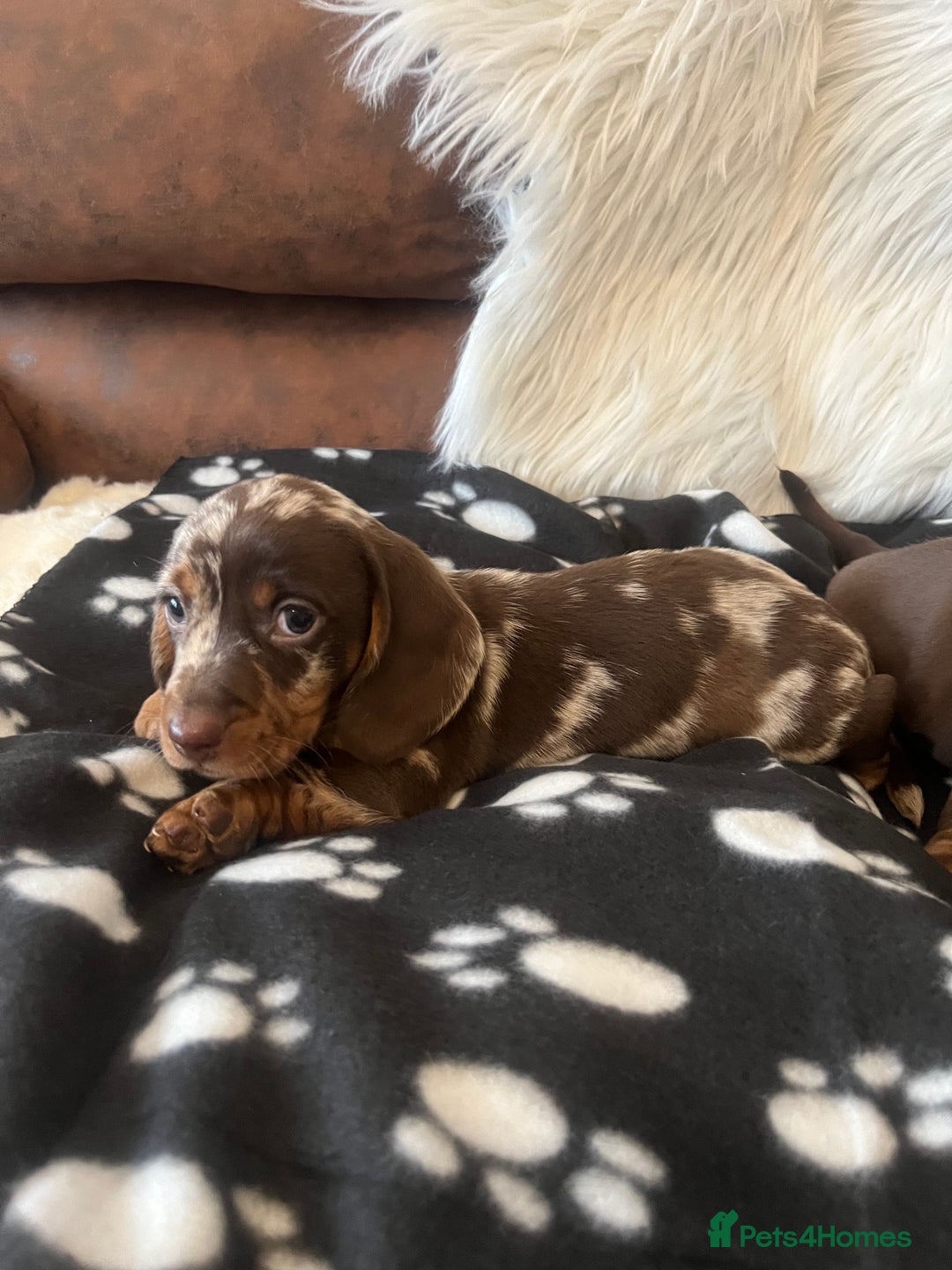 Miniature Dachshund dogs for sale: Miniature dachshund Puppies 🐶 Boy Available! - Advert 5