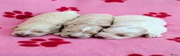 Maltipoo dogs for sale: Toy Maltipoo puppies - DNA health tested parents! - Advert 4