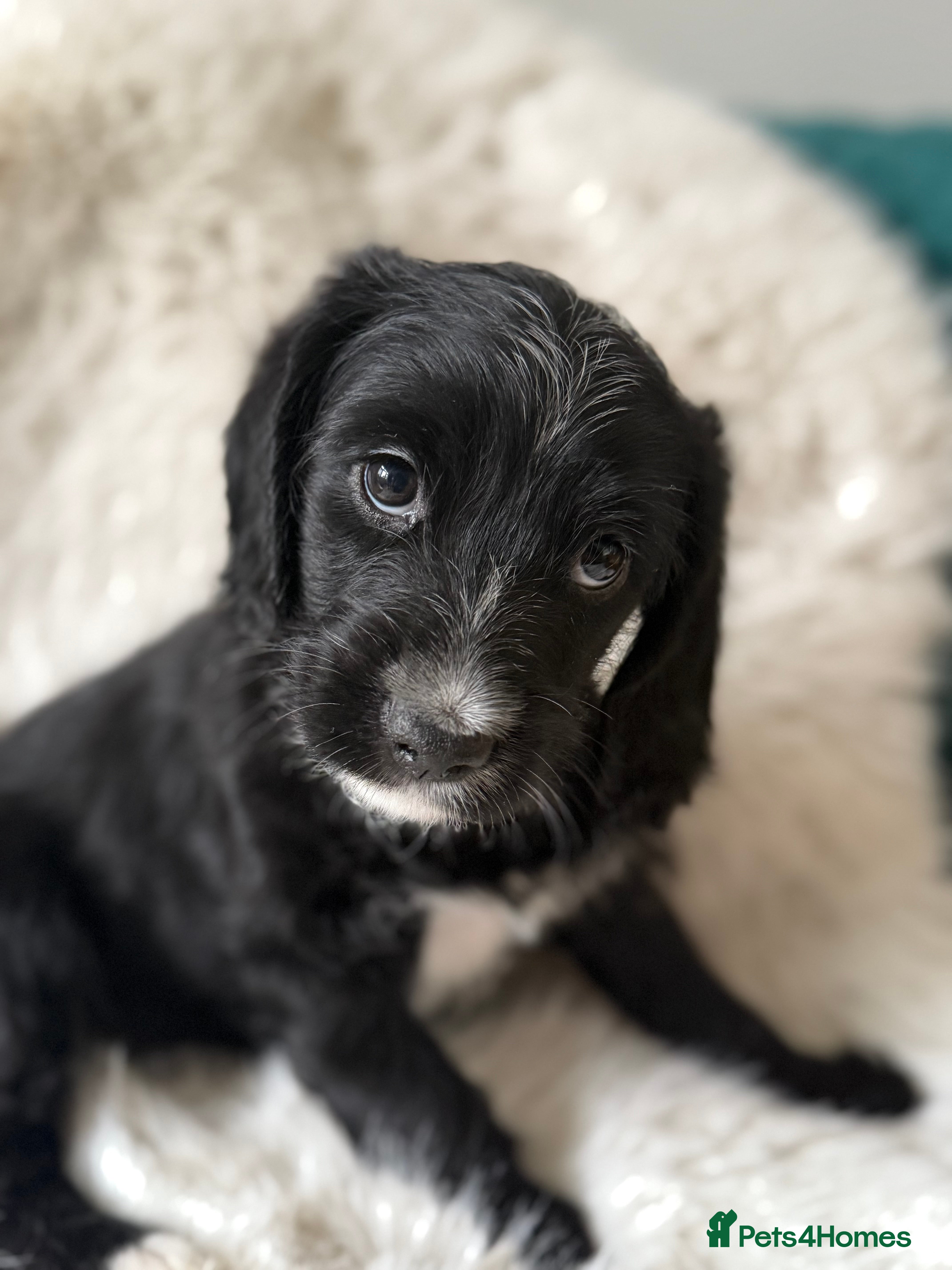 Mixed Breed dogs Girl Mixed Breed Puppy 13 Weeks Old - Advert 10