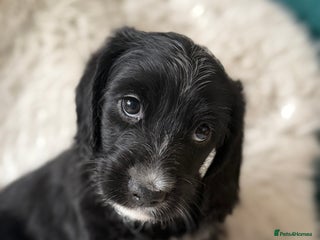 Mixed Breed dogs Girl Mixed Breed Puppy 13 Weeks Old - Advert 1