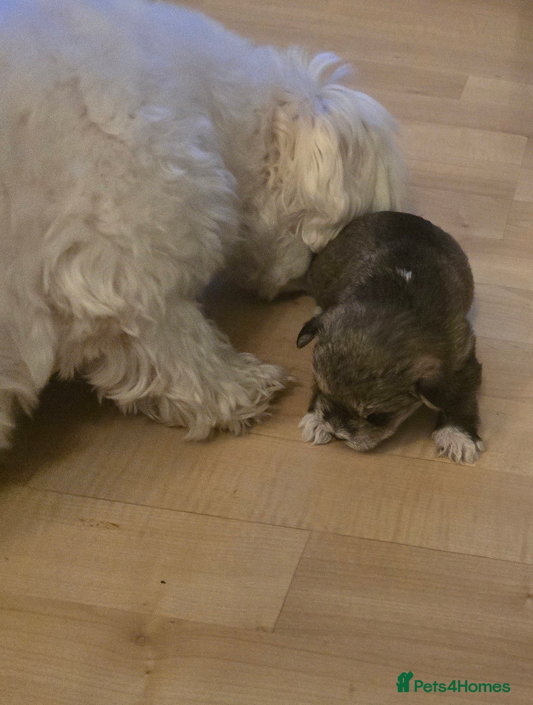 Mixed Breed dogs for sale: One unique hybrid puppy  - Advert 4