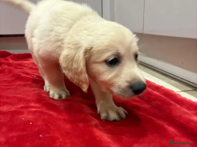 Mixed Breed dogs for sale: golden cocker retriever - Advert 2
