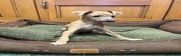 Italian Greyhound dogs for sale: Italian greyhound puppies  - Advert 4