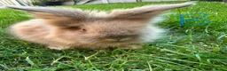 Lionhead rabbits for sale: Lionhead Rabbits for sale  - Advert 12