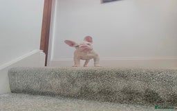 French Bulldog dogs for sale: High DNA French bulldog Male & Females  - Image 3