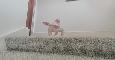 French Bulldog dogs - Advert 3