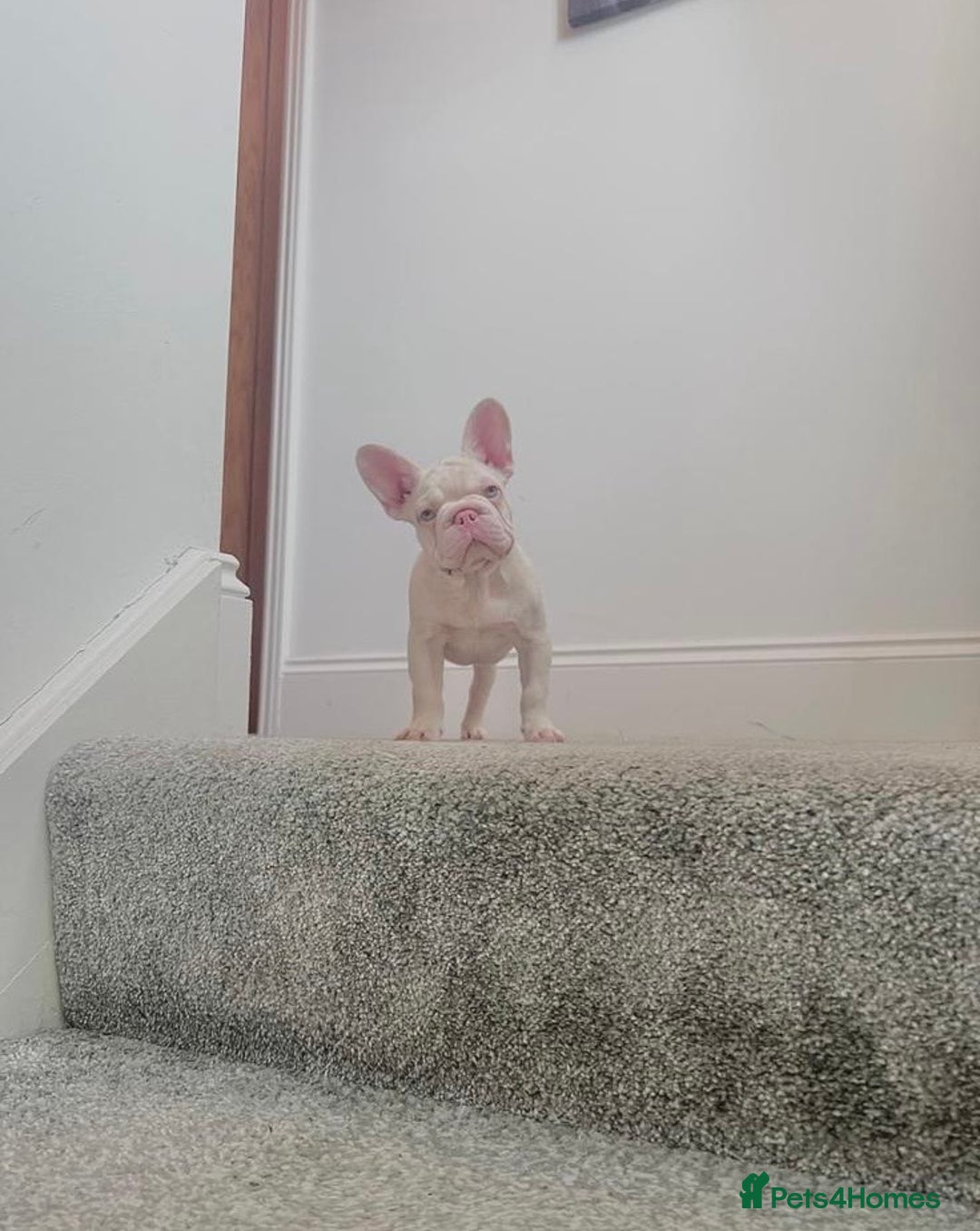 French Bulldog dogs for sale: High DNA French bulldog Male & Females  - Image 3