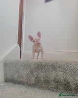 French Bulldog dogs - Advert 3