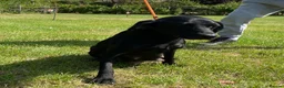 Labrador Retriever dogs for sale: Labrador puppies in Sittingbourne - Advert 3