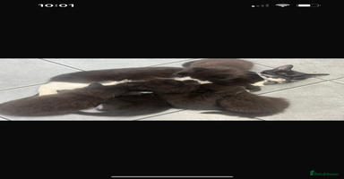 Mixed Breed cats 5 beautiful kittens  - Advert 7