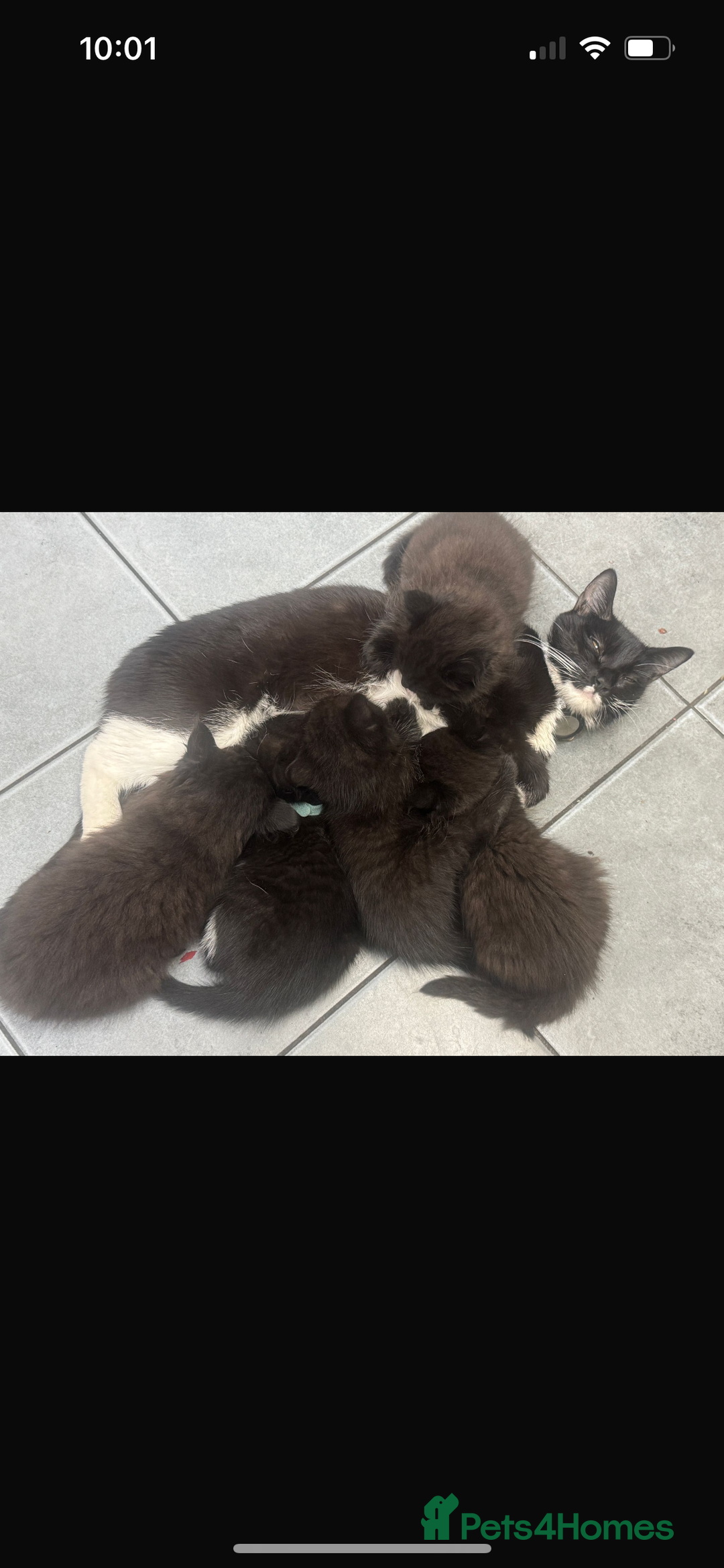 Mixed Breed cats for sale: 5 beautiful kittens  - Advert 2
