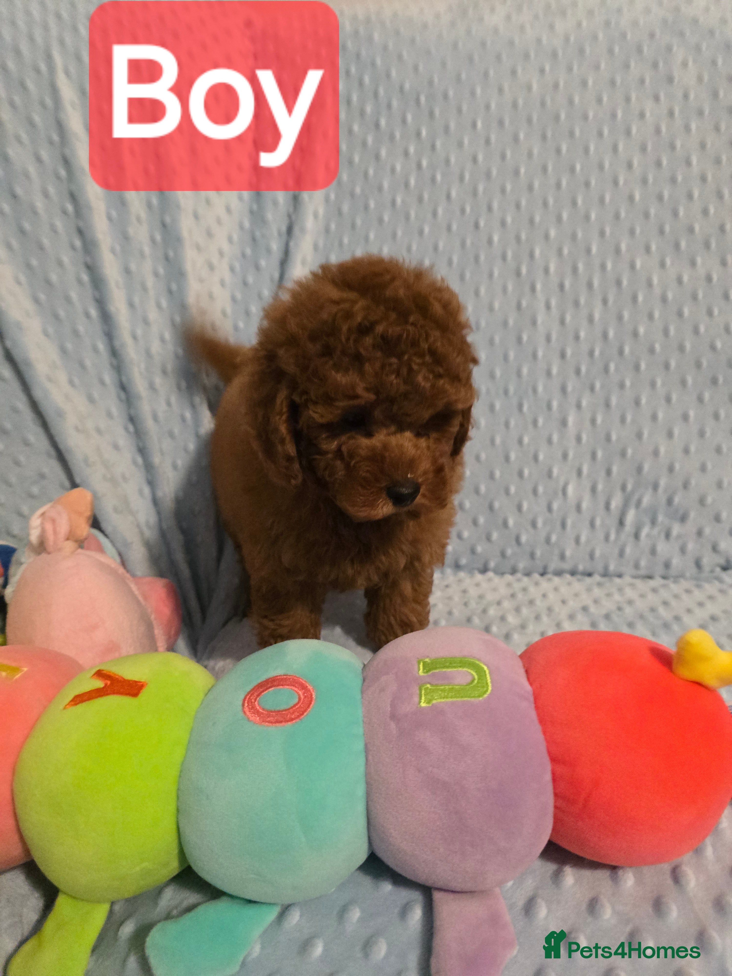 Maltipoo dogs Maltipoo  1 boy - Advert 1