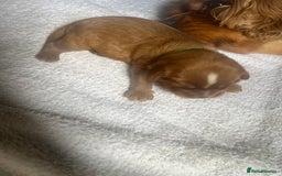 Cavalier King Charles Spaniel dogs for sale: 6 Ruby Puppies!! - Image 7