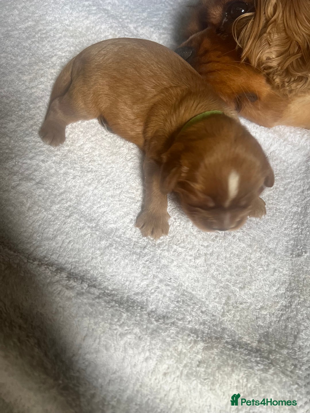 Cavalier King Charles Spaniel dogs for sale: 6 Ruby Puppies!! - Image 7