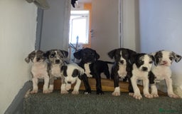 Mixed Breed dogs for sale: Puppies - Image 1