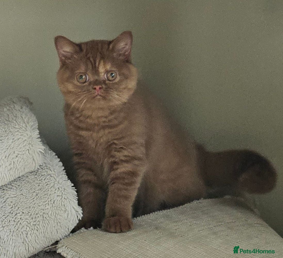 British Shorthair cats GCCF Cinnamon Tortoiseshell champion line readynow - Advert 14