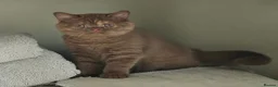 British Shorthair cats for sale: GCCF Cinnamon Tortoiseshell champion line readynow - Advert 1