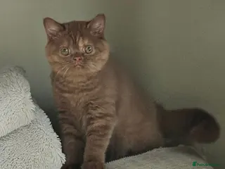 British Shorthair cats GCCF Cinnamon Tortoiseshell champion line readynow - Advert 14