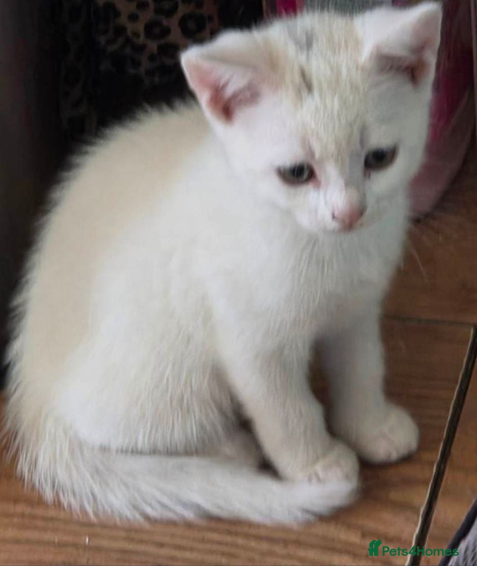 Mixed Breed cats British Shorthair kittens  - Advert 2