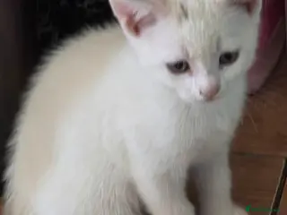 Mixed Breed cats British Shorthair kittens - Advert 2