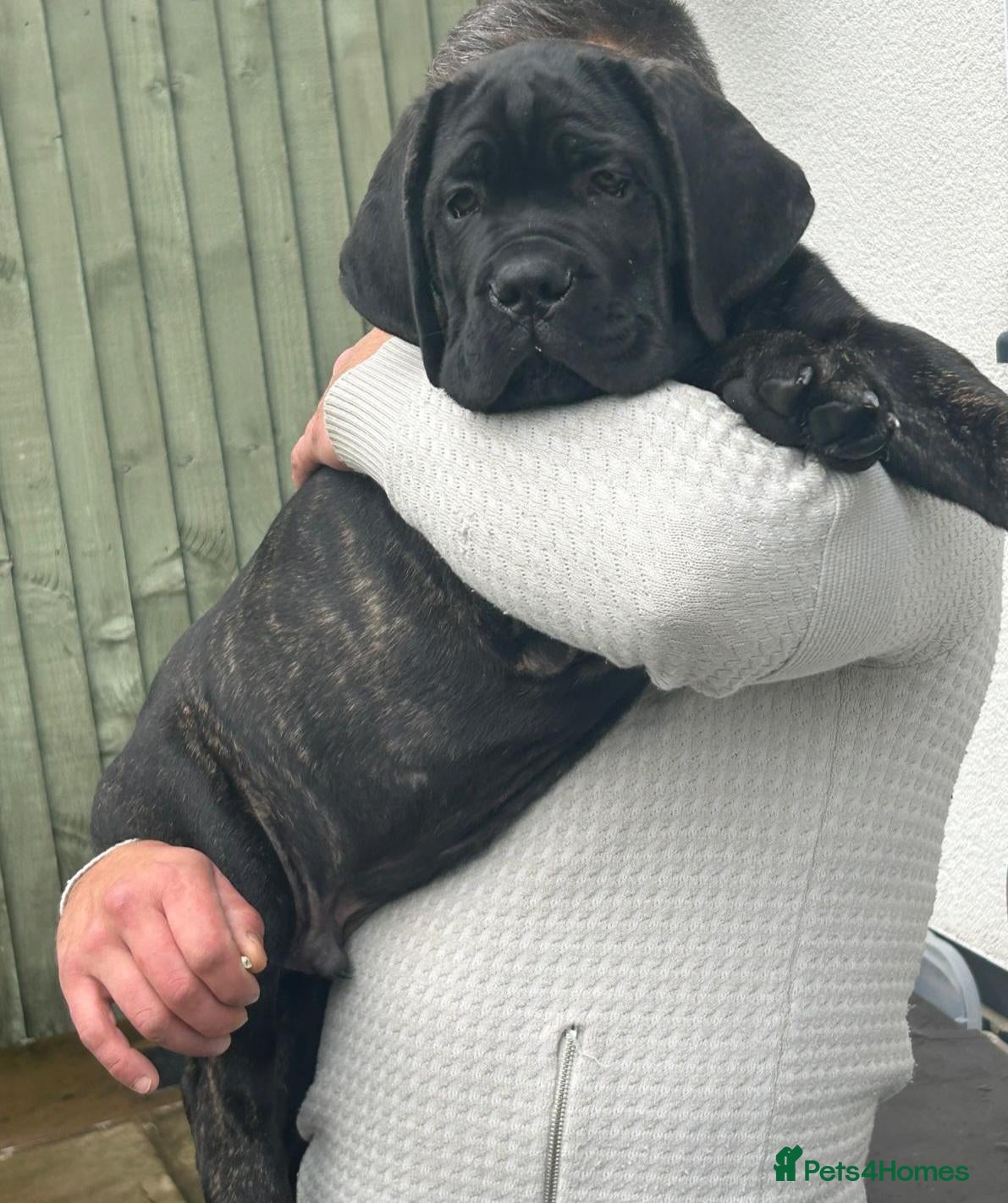 Cane Corso dogs 💜 IMPRESSIVE FULL PEDIGREE CANE CORSO LITTER 💜 - Advert 5